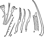 An illustration of the various types of earthworm setae. Seta (plural: setae) is a biological term derived from the Latin word for "bristle". It refers to a number of different bristle- or hair-like structures on living organisms. "A, penial seta of Perichaeta ceylonica; b, extremity of penial seta of Acanthodrilus; c, Seta of Urochaeta; d, Seta of Lumbricus; e, Seta of Criodrilus; f, g, Setae of Bohemilla comata; h, i, j, Setae of Psammoryctes barbatus." (Britannica, 1910)