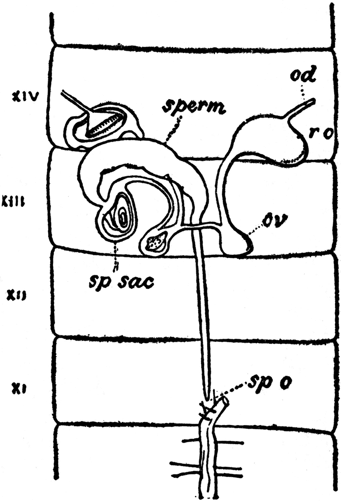 Female Earthworm Reproductive System | ClipArt ETC
