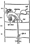 An illustration of the reproductive system of a female earthworm which is located in the eleventh to the fourteenth segment. "sp. o, its external orifice; sp. sac, spermathecal sac; av, sac containing ovary; r.o, egg; od, oviuct." (Britannica. 1910)