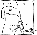 An enlargement of the reproductive organs of a earthworm. "sp, Spermatheca; sp',Spermathecal sac involving the last; ov, Ovary; r.o. Egg sac; od, Oviduct." (Britannica, 1910)