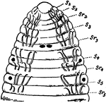 An illustration of a Acanthobdella, a member of the annelid family.