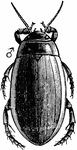 The adult of Dytiscus fasciventris, a species of predacious diving beetles.