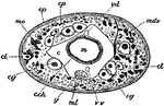 An illustration of a sectional view of a Acanthobdella, a member of the annelid family. "c, Coelom; c.ch, Coelomic epithelium (yellow cells); cg, glandular cells; cl, Muscle cells of lateral line; cp, Pigment cells; ep, Ectoderm; g, Nerve cord; m, Intestine; mc, Circular muscle; ml, Longitudinal muscle; vd, Dorsal vessel; ww, Ventral vessel." (Britannic, 1910)