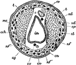 An illustration of a sectional view of a Acanthobdella, a member of the annelid family. "c, Coelom; c.ch, Coelomic epithelium (yellow cells); cg, glandular cells; cl, Muscle cells of lateral line; cp, Pigment cells; ep, Ectoderm; g, Nerve cord; m, Intestine; mc, Circular muscle; ml, Longitudinal muscle; vd, Dorsal vessel; ww, Ventral vessel; cn, nerve cord; nf, parts of nephridium; on, external opening of nephridium; ov, ova; t, testis." (Britannica, 1910)