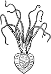 An illustration of pinnoctopus cordiformis, a type of cephalopods. The cephalopods are the mollusc class Cephalopoda characterized by bilateral body symmetry, a prominent head, and a modification of the mollusk foot, a muscular hydrostat, into the form of arms or tentacles. Teuthology, a branch of malacology, is the study of cephalopods.