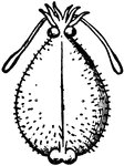 An illustration of a Cirrhoteuthis Mulleri, a species of octopus.