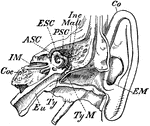 "Transverse Section through Side Walls of Skull, showing the Inner Parts of the Ear. Co, concha or external ear, or pinna; EM, external auditory meatus; TyM, tympanic membrane; Inc, incus; Mall, malleus; ASC, PSC, ESC, anterior, posterior, and external semicircular canals; Coc, cochlea; Eu, Eustachian tube; IM, internal auditory meatus, through which the auditory nerve passes to the organ of hearing." -Whitney, 1911