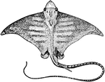 The Common Eagle Ray (Myliobatis aquila) is large ray in the Chondrichthyes class of cartilaginous fishes.