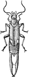 Spongophora brunneipennis is a species of earwig, and insect distinguished by forceps on its abdomen.