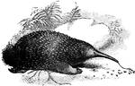 The Western Long-Beaked Echidna (Zaglossus bruijni) is a monotreme in the Tachyglossidae family of spiny anteaters.