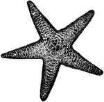 The Spiny Sea Star (Echinaster sentus) is an echinoderm in the Asteroidea class of starfish.
