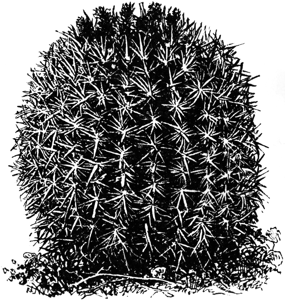 barrel cactus drawing