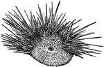 The Hawaiian Rock Urchin (Echinometra oblongata) is a sea urchin, here "with spines in part removed to show the plates of the test." -Whitney, 1911