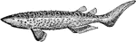 The Bramble Shark (Echinorhinus brucus) is a species of shark distinguished by its thorn-like denticles or spiny scales.