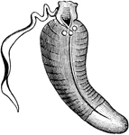 Echiurus gaertneri is a species of spoon worm considered annelids, though they are not segmented.