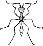 The soldier of Eciton drepanophorum, a species of army ant in the Formicidae family of ants.