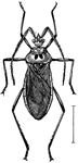 Ectrichodia cruciata is a species of assassin bugs in the Hemiptera order of true bugs.