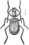 Ega sallei is a species of insect in the Carabidae family of ground beetles.