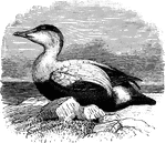 The common elder (Somateria mollissima) is a large sea duck of the Anatidae family.