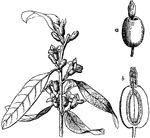 "Flowering Branch of Oleaster (Elaeagnus angustifolia). a, fruit; b, section of same." -Whitney, 1911