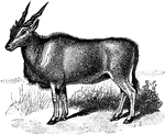 The Common Eland (Taurotragus oryx) is a plains antelope in the Bovidae family of cloven-hoofed mammals.