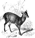 The Tufted Deer (Elaphodus cephalophus) is a mammal closely related to the muntjac in the Cervidae family of deer.