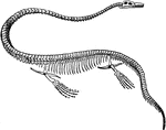 The skeleton of an elasmosaurus, a dinosaur in the order of plesiosaurs.