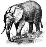 The African Bush Elephant (Loxodonta africana), the larger species of Loxodonta, is sometimes referred to as simply the African Elephant.