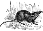 The Elephant Shrew (Macroscelides typicus) is a small mammal in the Macroscelididae family of elephant or jumping shrews.
