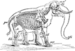 "Skeleton and Outline of African Elephant (Elephas or Loxodon africanus). fr, frontal; ma, mandible; ma', malar; fi, "finger" at end of trunk; C, cervical vertebrae; D, dorsal vertebrae; D, dorsal vertebrae; pe, pelvis; sc, scapula; st, sternum; hu, humerus; ul, ulna; ra, radius; mc, metacarpus; fe, femur; pat, patella; tib, tibia; fib, fibula; met, metatarsus." -Whitney, 1911