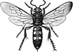 Elis quadrinotata is a species of wasp in the Scoliidae family.