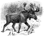 The Moose (Alces alces) is the largest member of the Cervidae family of deer.