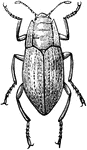 Elmis glaber is a species of beetle in the Elmidae family.