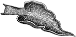 The Green Sea Slug (Elysia viridis) is a species of a gastropod mollusc in the Placobranchidae family of sea slugs.