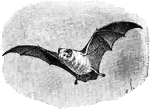 The Northern Ghost Bat (Diclidurus albus) is a species of bat belonging to the Emballonuridae family of sheathtailed bats.