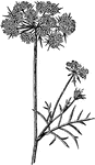 An illustration of the inflorescence of the carrot plant. An inflorescence is a group or cluster of flowers arranged on a stem that is composed of a main branch or a complicated arrangement of branches. Strictly, it is the part of the shoot of seed plants where flowers are formed and which is accordingly modified.