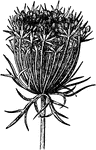 An illustration of fructification of the carrot flower. Fructification is a term used in the plant morphology to denote the generative parts of the plant (flower and fruit) (as opposed to its vegetative parts: trunk, roots and leaves). Sometimes it is applied more broadly to the generative parts of gymnosperms, ferns, horsetails, and lycophytes, though they produce neither fruit nor flower.