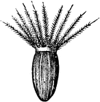 An illustration of the valerian seed with attached pappus. In a composite flower, Pappus is the part of individual disk and ray flowers that surrounds the base, in the same manner as the calyx does in a non-compound flower. The pappus may be like bristles or tiny hairs, teeth, or scales, and is usually too small to see without magnification. Valerian is a hardy perennial flowering plant, with heads of sweetly scented pink or white flowers. The flowers are in bloom in the northern hemisphere from June to September. Valerian was used as a perfume in the sixteenth century.