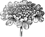 An illustration of the inflorescence of the field scabious. Knautia arvensis, commonly known as Field Scabious, is a species in the genus Knautia. It is a perennial plant that grows between 25 and 100 cm. It prefers grassy places and dry soils, avoiding heavy soils, and flowers between July and September. The flowered head is flatter than similar species Devils bit scabious and Small Scabious. There are 4 stamens in each flower, and 1 notched long stigma. The fruit is nut like, cylindrical and hairy, 5-6mm in size. It has a tap root. The stem has long stiff hairs angled downwards. There are no stipules. The leaves form a basal rosette, are paired on the stem, the lowest typically 300mm long, spear shaped, whereas the upper are smaller.