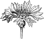 An illustration of the inflorescence of the cornflower. Centaurea cyanus ('Cornflower, Bachelor's button, Basket flower, Bluebottle, Boutonniere flower, Hurtsickle) is a small annual flowering plant in the family Asteraceae, native to Europe.