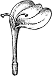 An illustration of the gynaeceum of the senecio flower. Senecio is a genus of the daisy family (Asteraceae) that includes ragworts and groundsels. The flower heads are normally rayed, completely yellow, and the heads are borne in branched clusters. Though of late the genus has been reviewed and split up, it still contains a vast number of species (about 1,500) of extremely wide form including leaf succulents, stem and tuber succulents, annuals, perennials, aquatic forms, climbers, shrubs and small trees. Some species produce natural pesticides (especially alkaloids) to deter or even kill animals that would eat them.