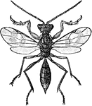 Embolimus americanus is a species of wasp belonging to the Proctotrupoidea superfamily of various wasps.