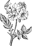 An illustration of a inflorescence of a potato plant.