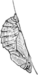 The lateral view of the pupa of the Tawny Emperor (Asterocampa clyton), a brush-footed butterfly.