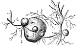 An illustration of the tubers on underground branches of a potato plant.