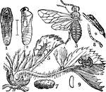 "Strawberry False-worm (Emphytus maculatus). 1, 2 pupa, ventral and lateral views (line shows natural size); 3, fly, enlarged (wings on one side detached); 4, larva; 5, fly with wings closed; 6, larva curled up; 7, coccoon; 8, antenna; 9, egg. (4, 5, 6, and 7 natural size; 8 and 9 enlarged.)" -Whitney, 1911