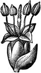 An illustration of a plantain plant flower and bract. In botany, a bract is a modified or specialized leaf. Bracts are ordinarily associated with reproductive structures (subtending flowers, inflorescence axes, or cone scales). They are ordinarily reduced in size relative to foliage leaves, or of a different color or texture from foliage leaves, or both.