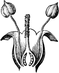 An illustration of a section of a plantain flower.
