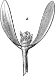 An illustration of the flower of the mistletoe plant. Mistletoe is the common name for a group of hemi-parasitic plants in the order Santalales that grow attached to and within the branches of a tree or shrub.