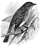 Traill's Flycatcher (Empidonax trailli) is a bird in the Tyrannidae family of tyrant flycatchers.
